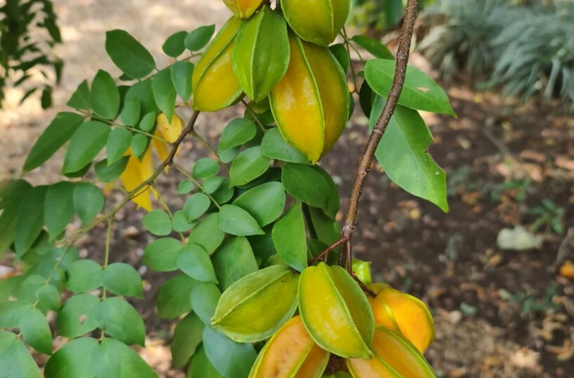 Homes for sale in Atenas Costa Rica