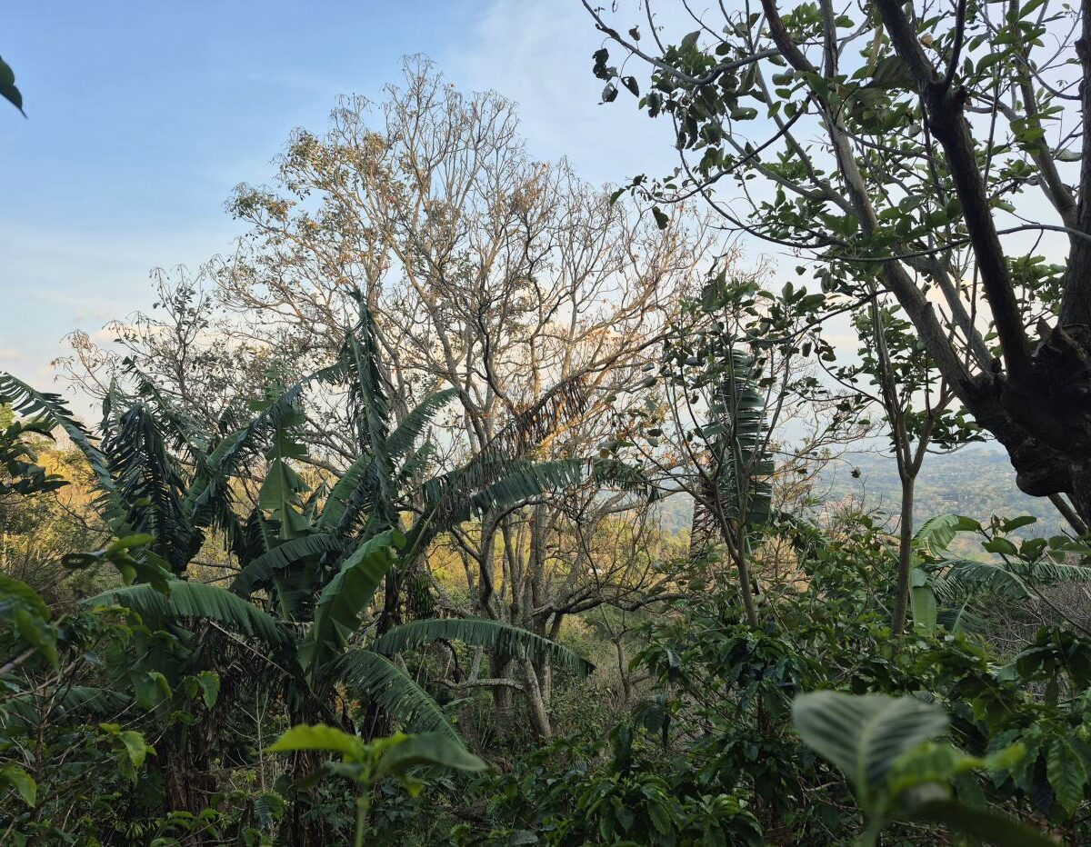 Building Lots for sale in Atenas Costa Rica