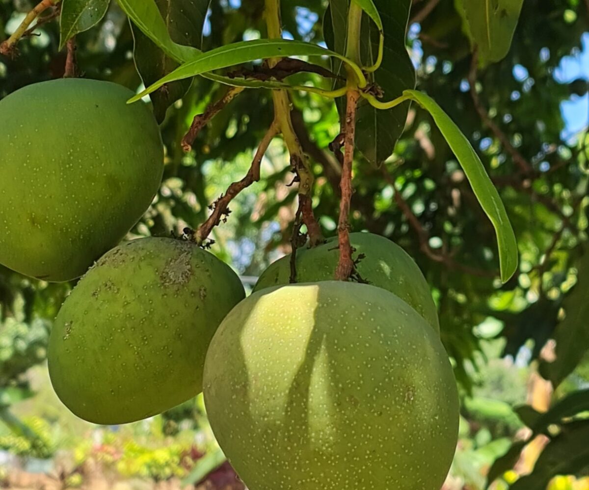 Homes for sale in Atenas Costa Rica