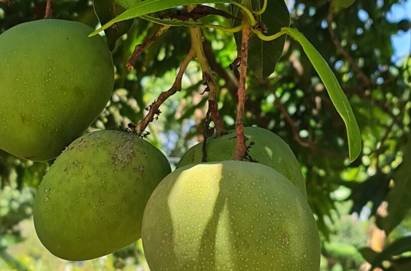 Homes for sale in Atenas Costa Rica