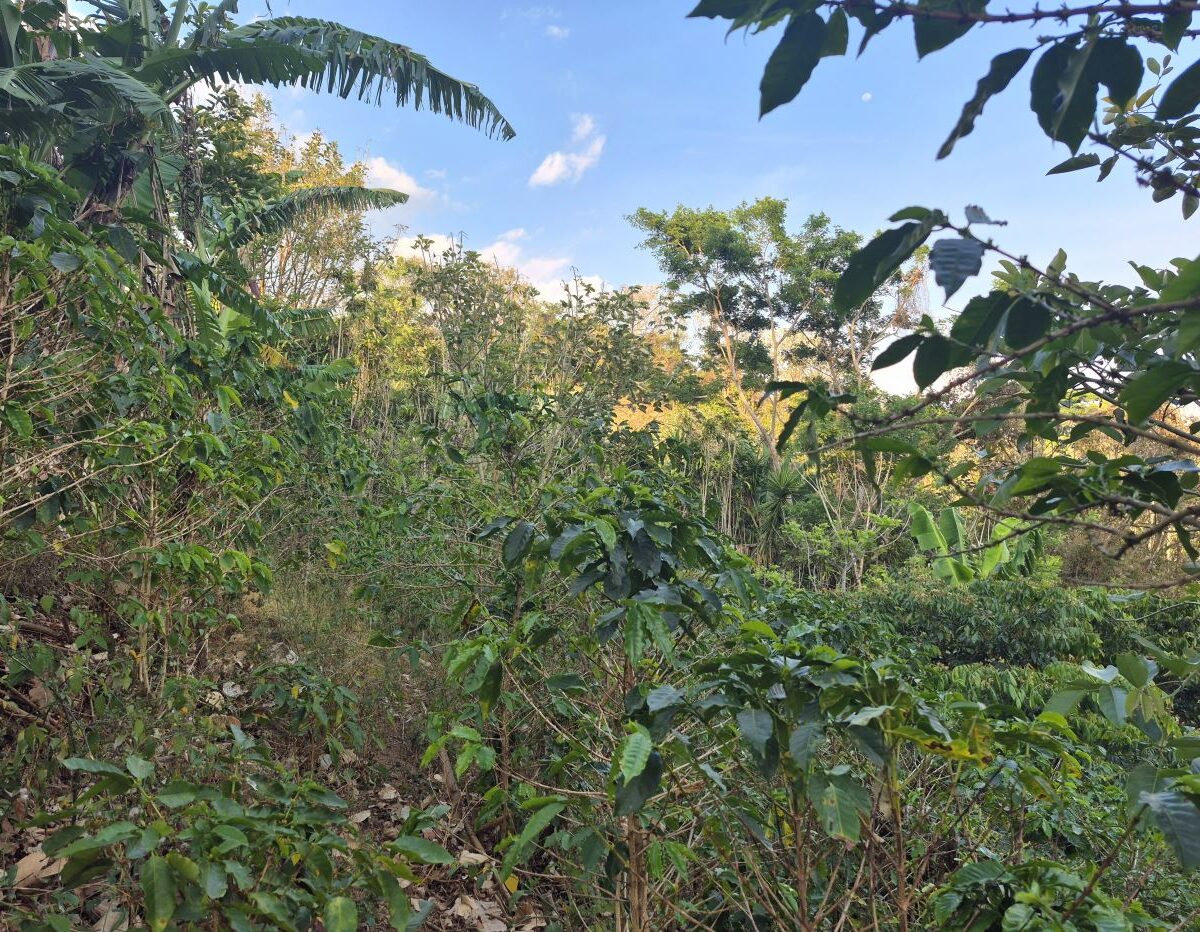 Building Lots for sale in Atenas Costa Rica