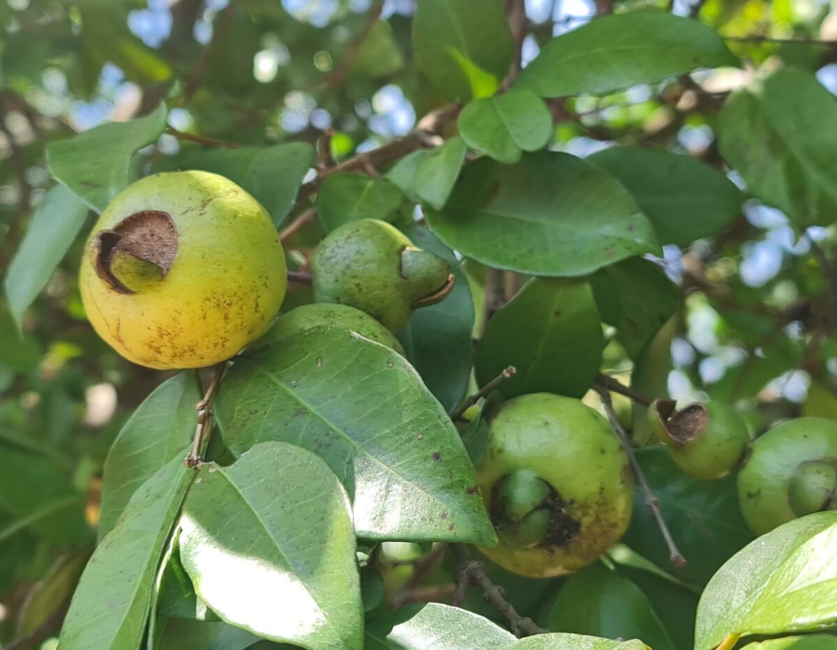 Homes for sale in Atenas Costa Rica