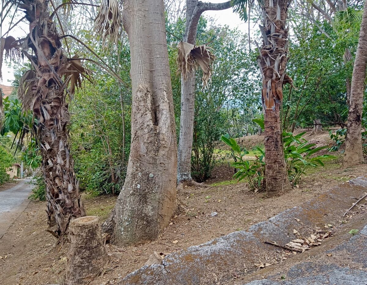 Building Lots for sale in Atenas Costa Rica