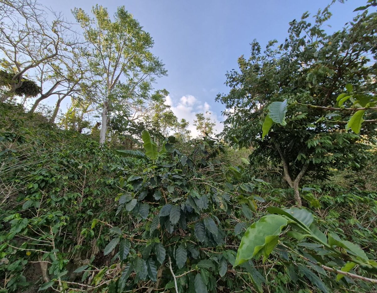 Building Lots for sale in Atenas Costa Rica