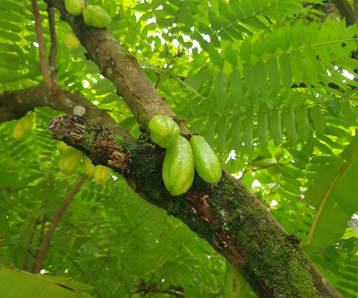 Hotel - B&B for sale in Bejuco Costa Rica