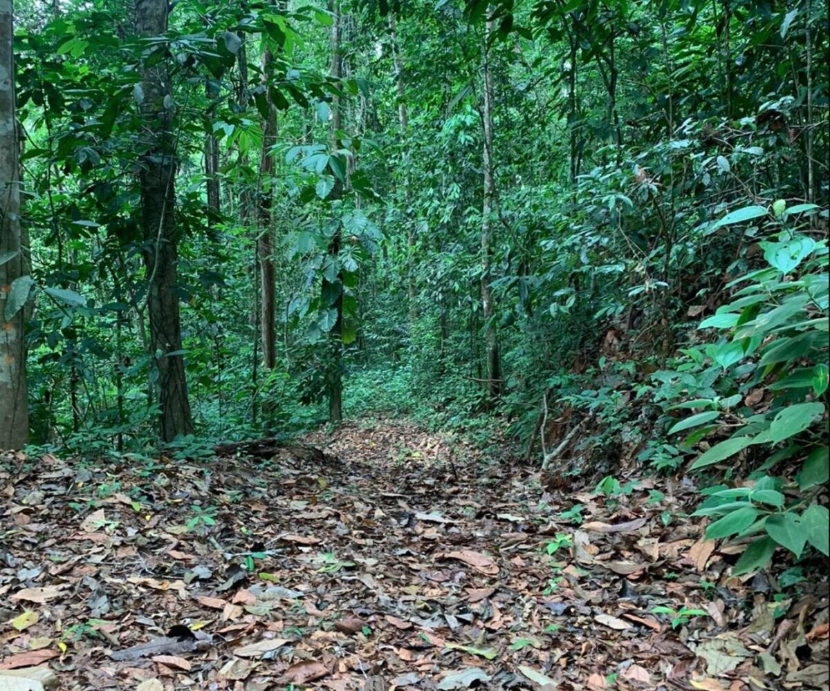 Farms and Ranches for sale in Bijagual Costa Rica