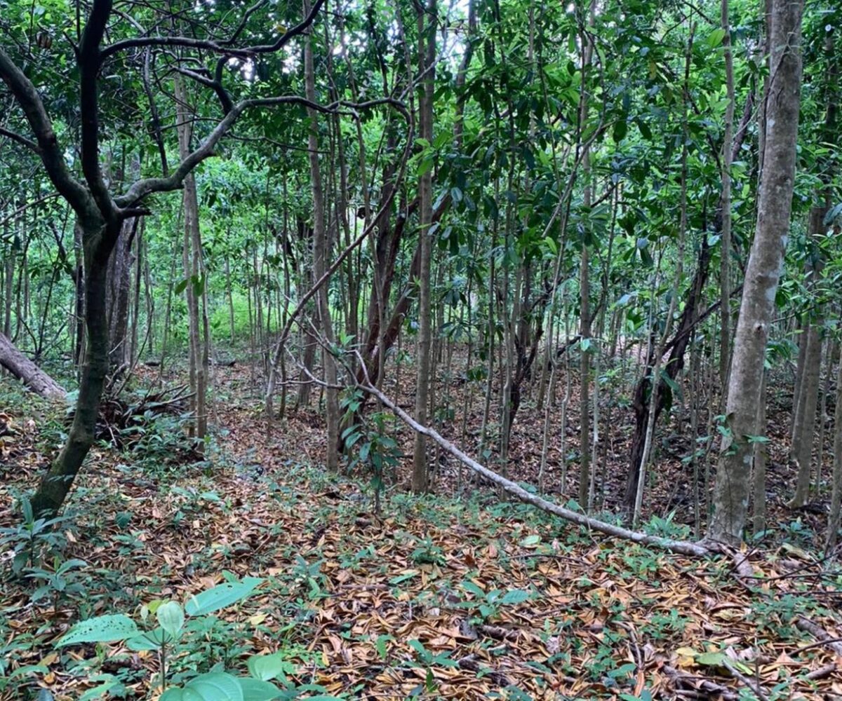 Farms and Ranches for sale in Bijagual Costa Rica