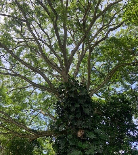 Homes for sale in La Garita Costa Rica