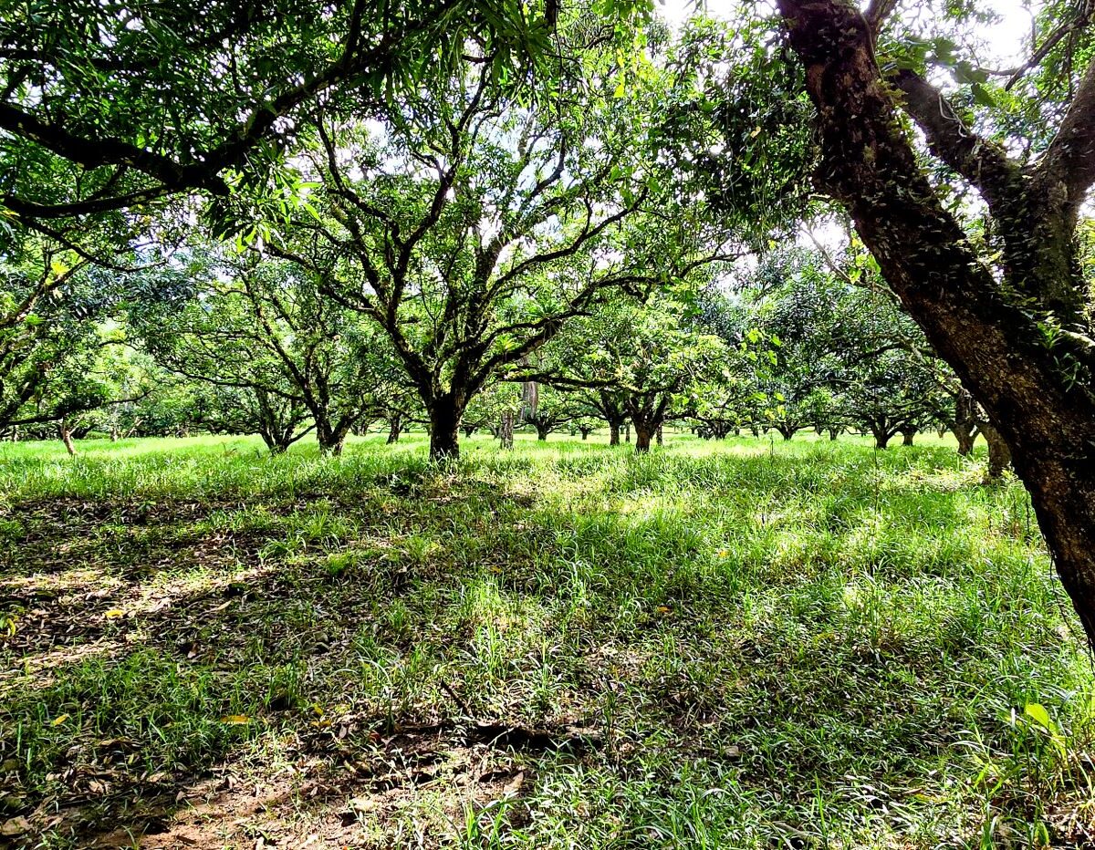 Building Lots for sale Costa Rica