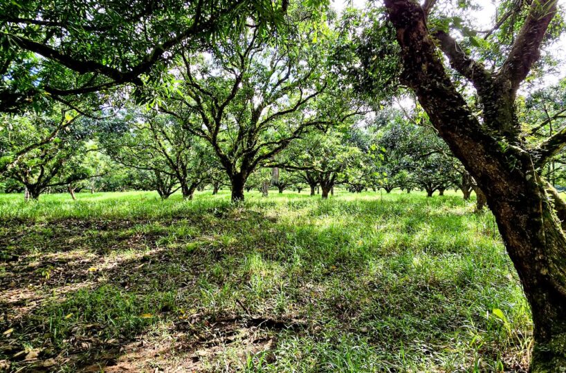 Building Lots for sale Costa Rica