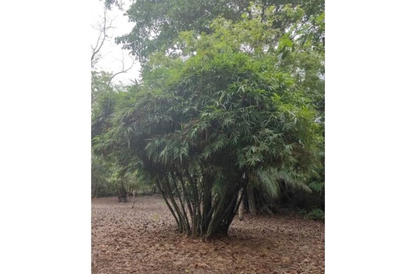 Homes for sale in Puerto Jimenez Costa Rica