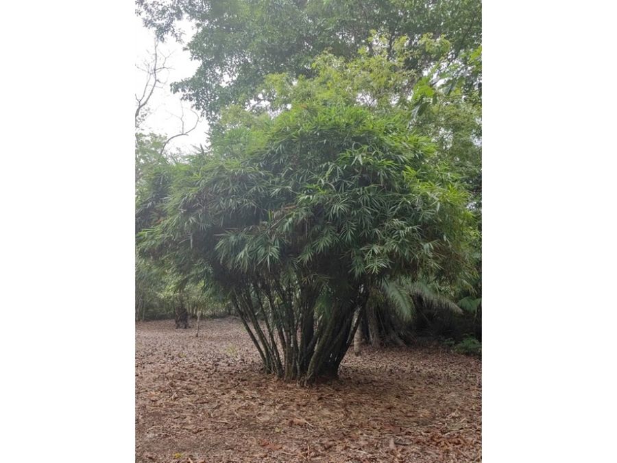 Homes for sale in Puerto Jimenez Costa Rica