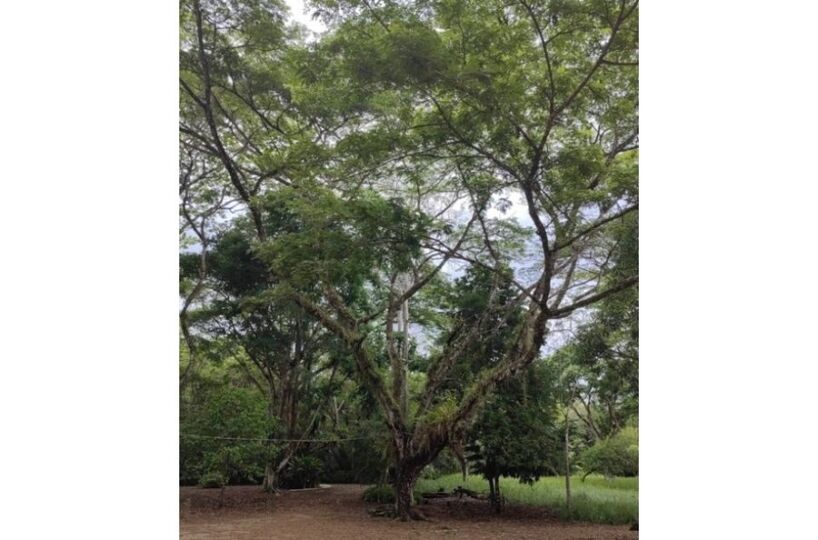 Homes for sale in Puerto Jimenez Costa Rica