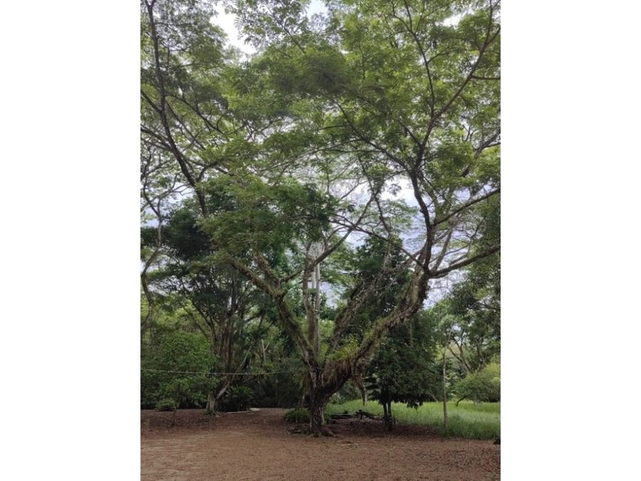 Homes for sale in Puerto Jimenez Costa Rica