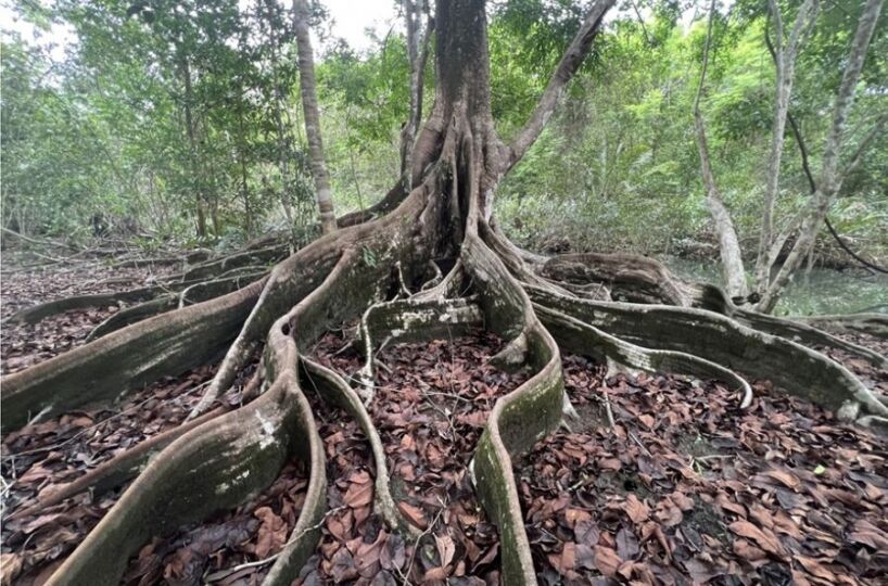 Homes for sale in Puerto Jimenez Costa Rica