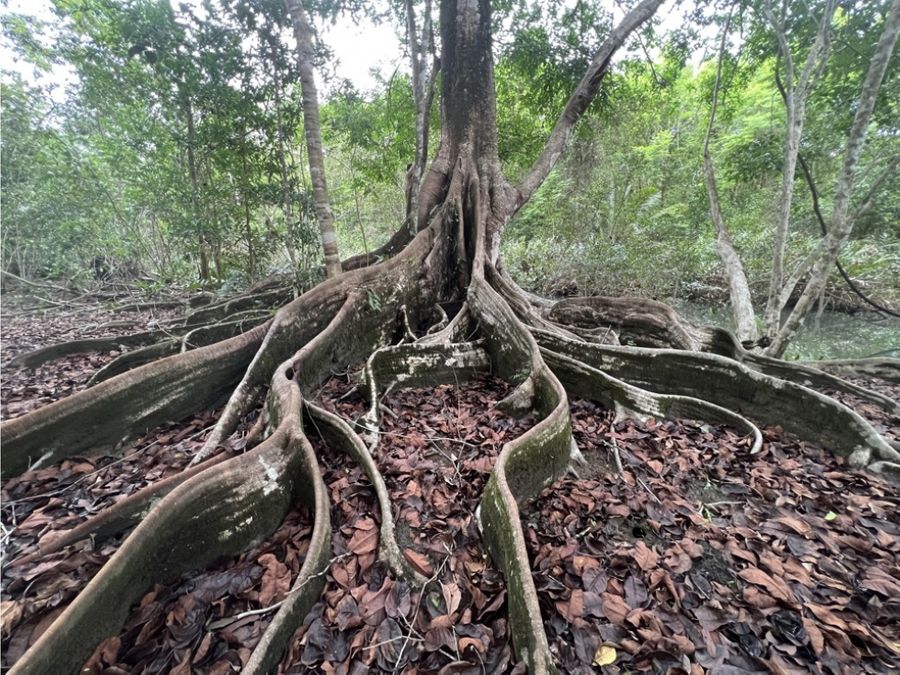 Homes for sale in Puerto Jimenez Costa Rica