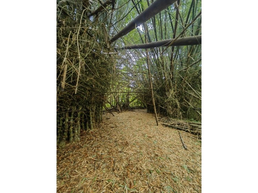 Homes for sale in Puerto Jimenez Costa Rica