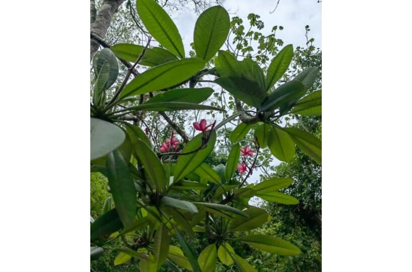 Homes for sale in Puerto Jimenez Costa Rica