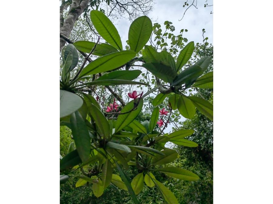 Homes for sale in Puerto Jimenez Costa Rica