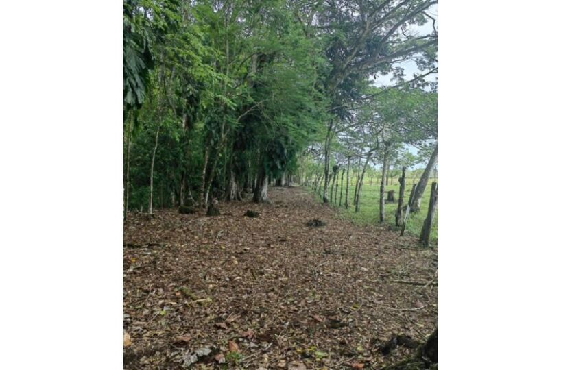 Homes for sale in Puerto Jimenez Costa Rica