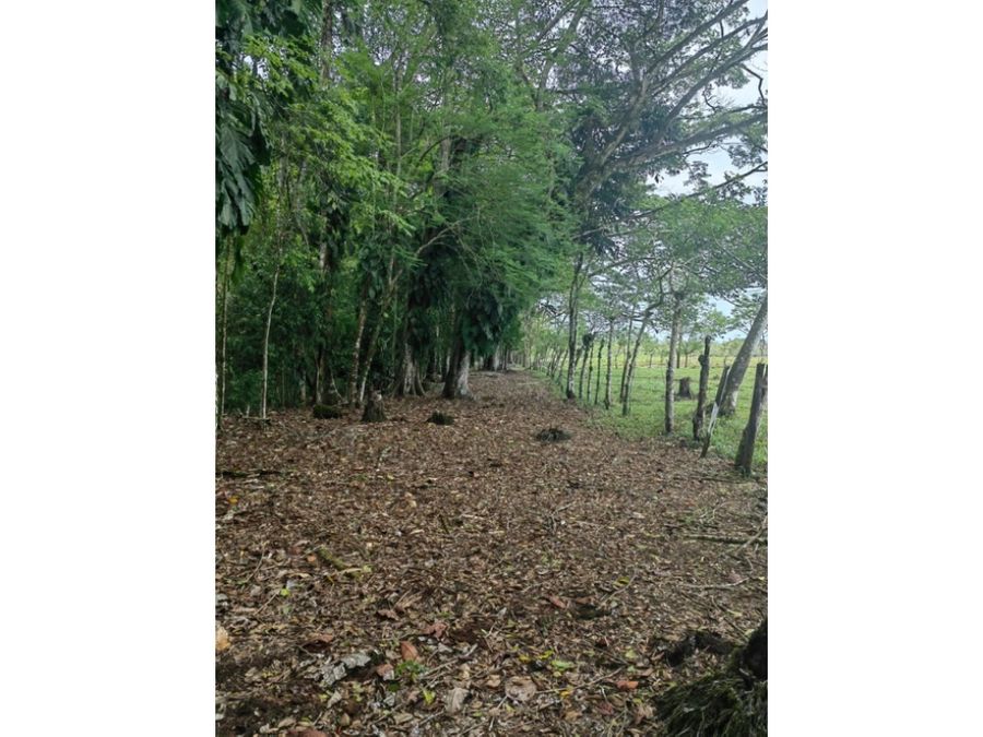 Homes for sale in Puerto Jimenez Costa Rica