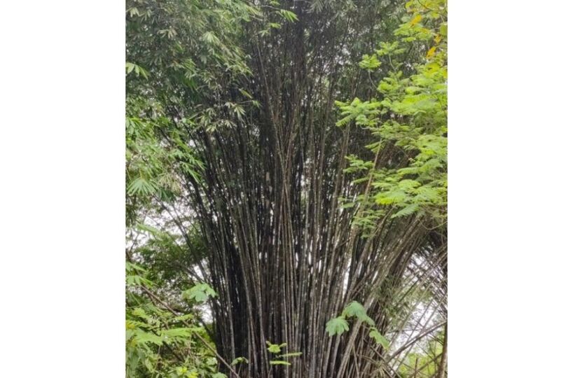 Homes for sale in Puerto Jimenez Costa Rica