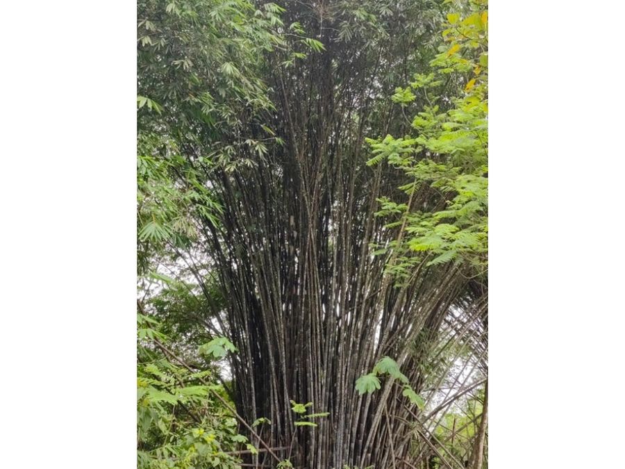 Homes for sale in Puerto Jimenez Costa Rica