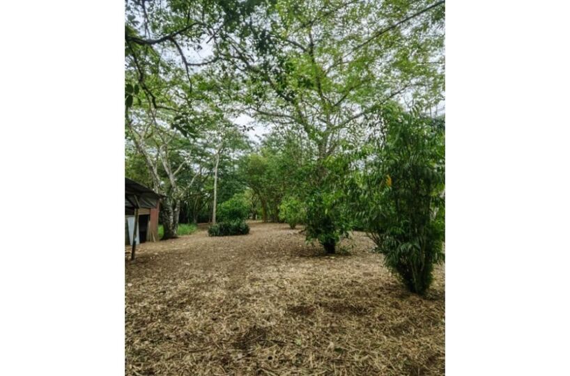 Homes for sale in Puerto Jimenez Costa Rica