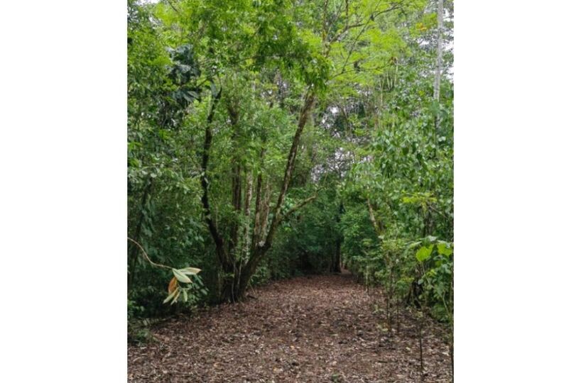 Homes for sale in Puerto Jimenez Costa Rica