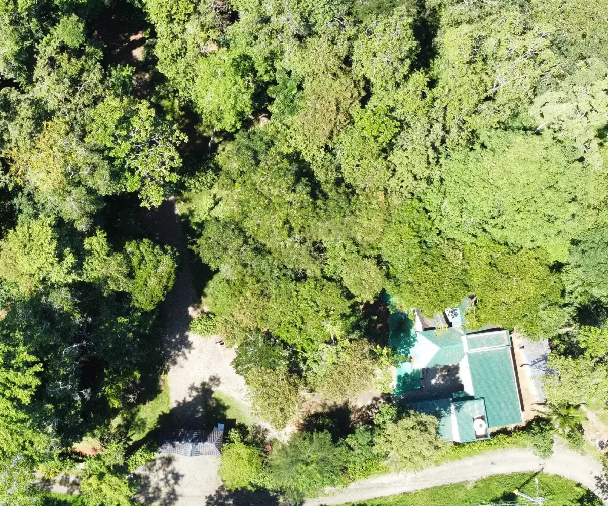 Caribbean Punta uva Lot