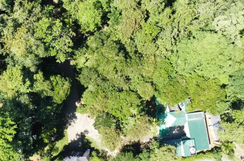 Caribbean Punta uva Lot