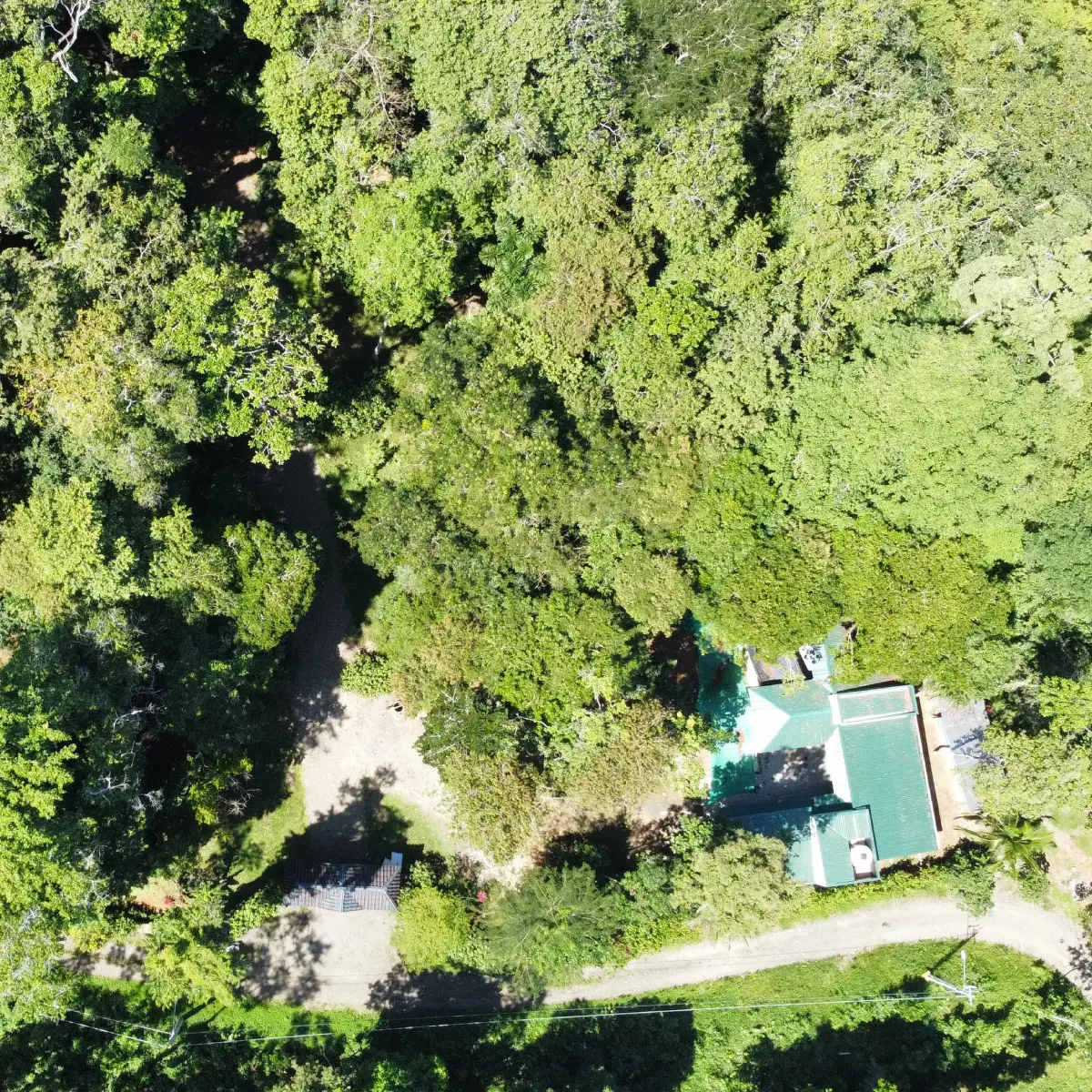 Caribbean Punta uva Lot