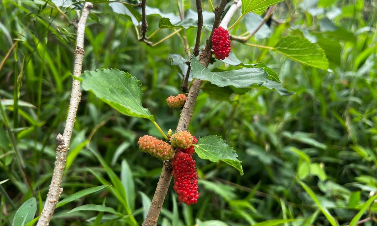 Building Lots for sale in Bijagual Costa Rica