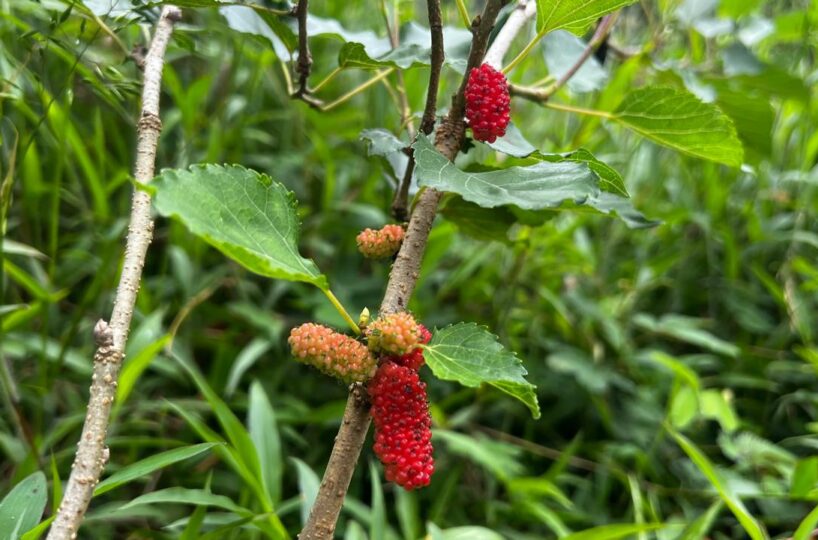 Building Lots for sale in Bijagual Costa Rica