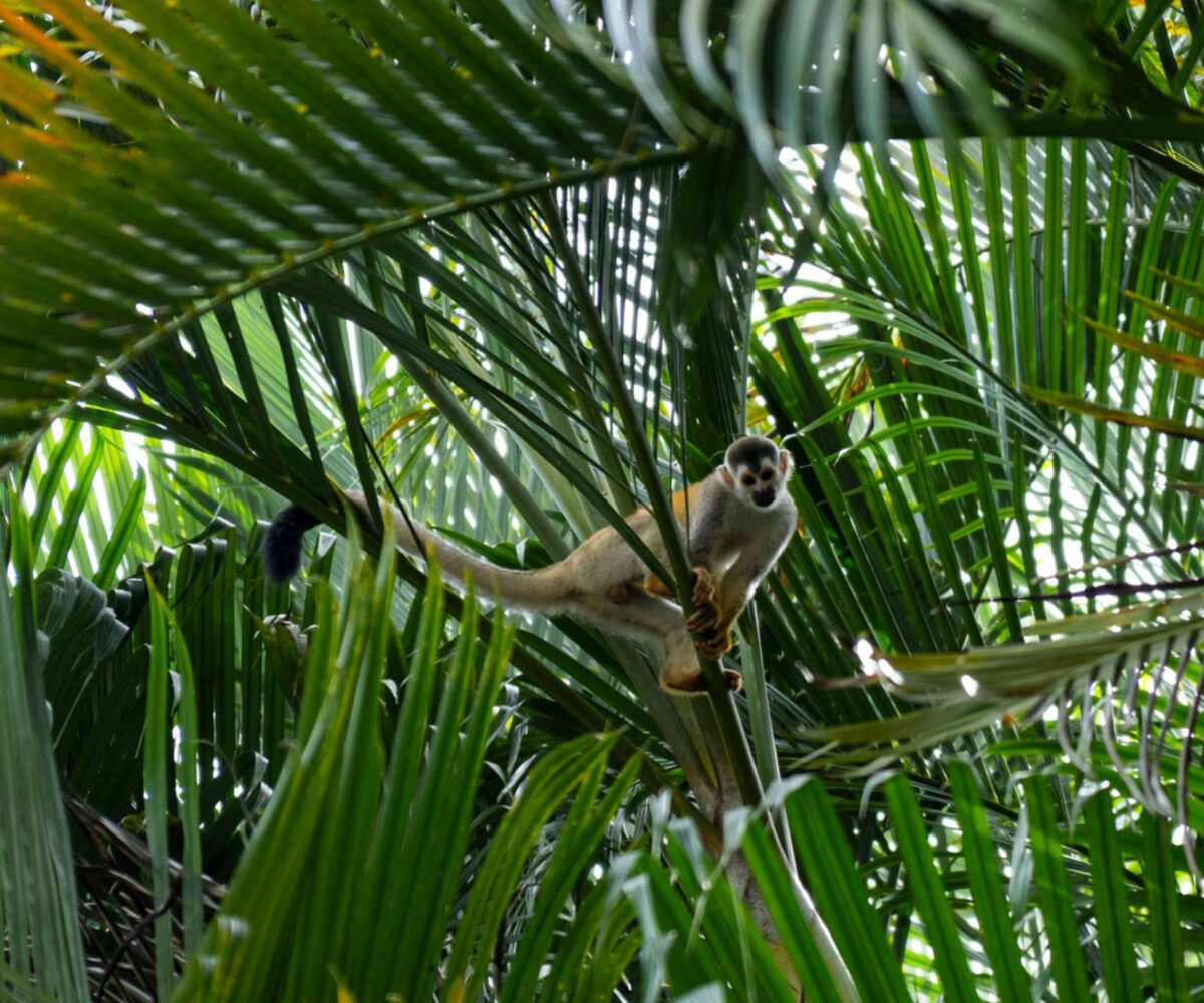 Homes for sale in Esterillos Costa Rica