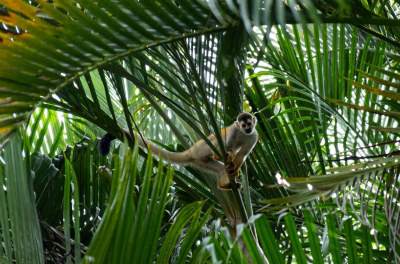 Homes for sale in Esterillos Costa Rica