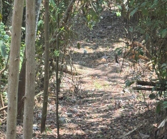 Development Land for sale in Quebrada Ganado Costa Rica