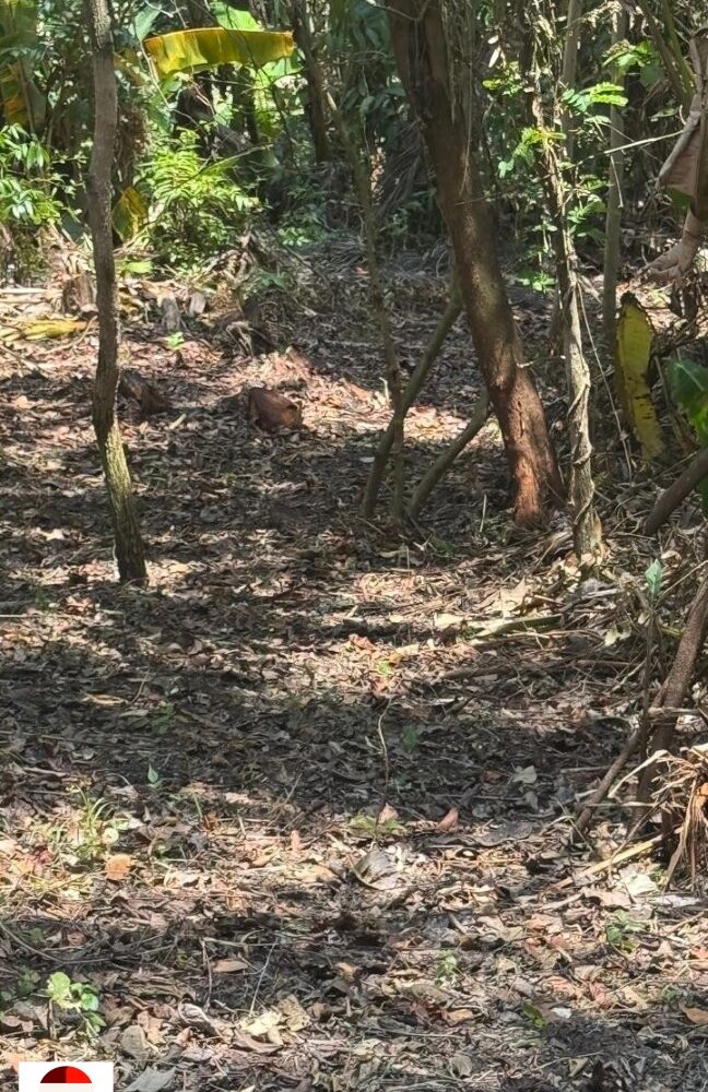 Development Land for sale in Quebrada Ganado Costa Rica