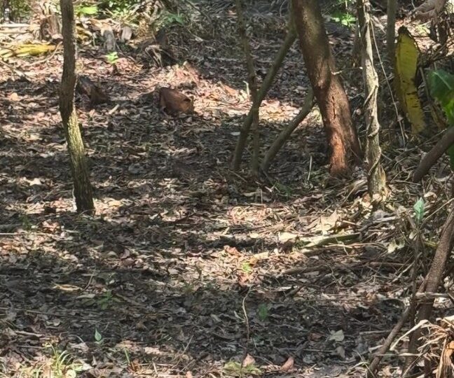 Development Land for sale in Quebrada Ganado Costa Rica