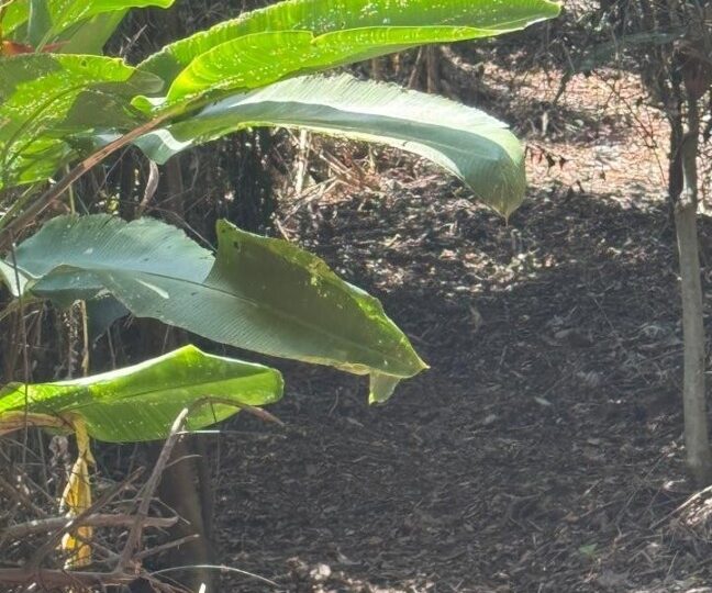 Development Land for sale in Quebrada Ganado Costa Rica