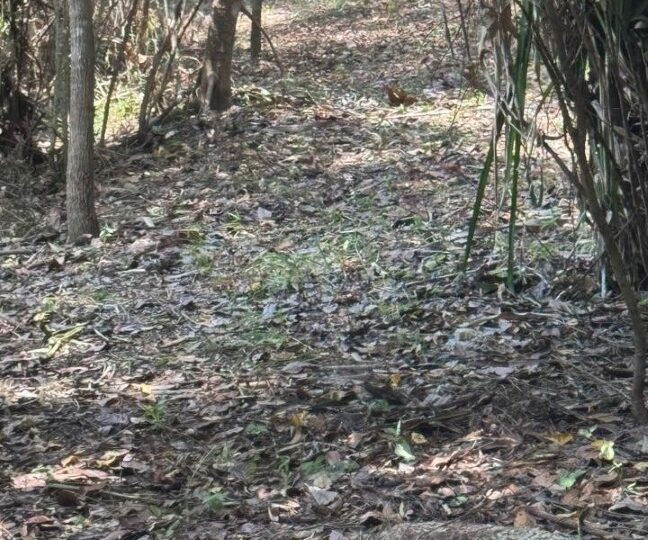 Development Land for sale in Quebrada Ganado Costa Rica