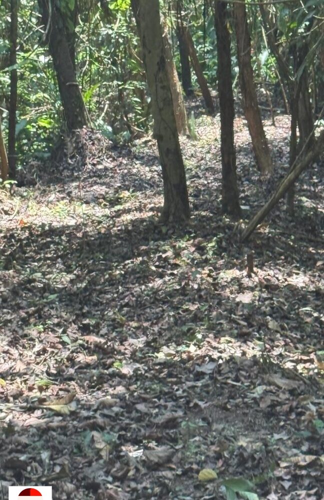 Development Land for sale in Quebrada Ganado Costa Rica