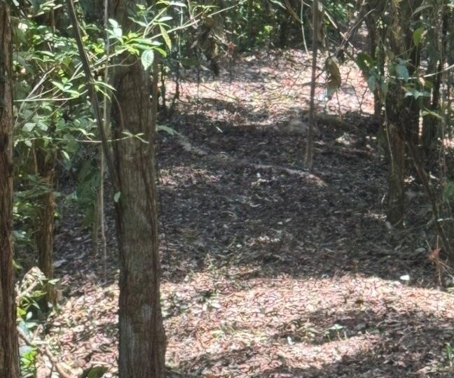 Development Land for sale in Quebrada Ganado Costa Rica