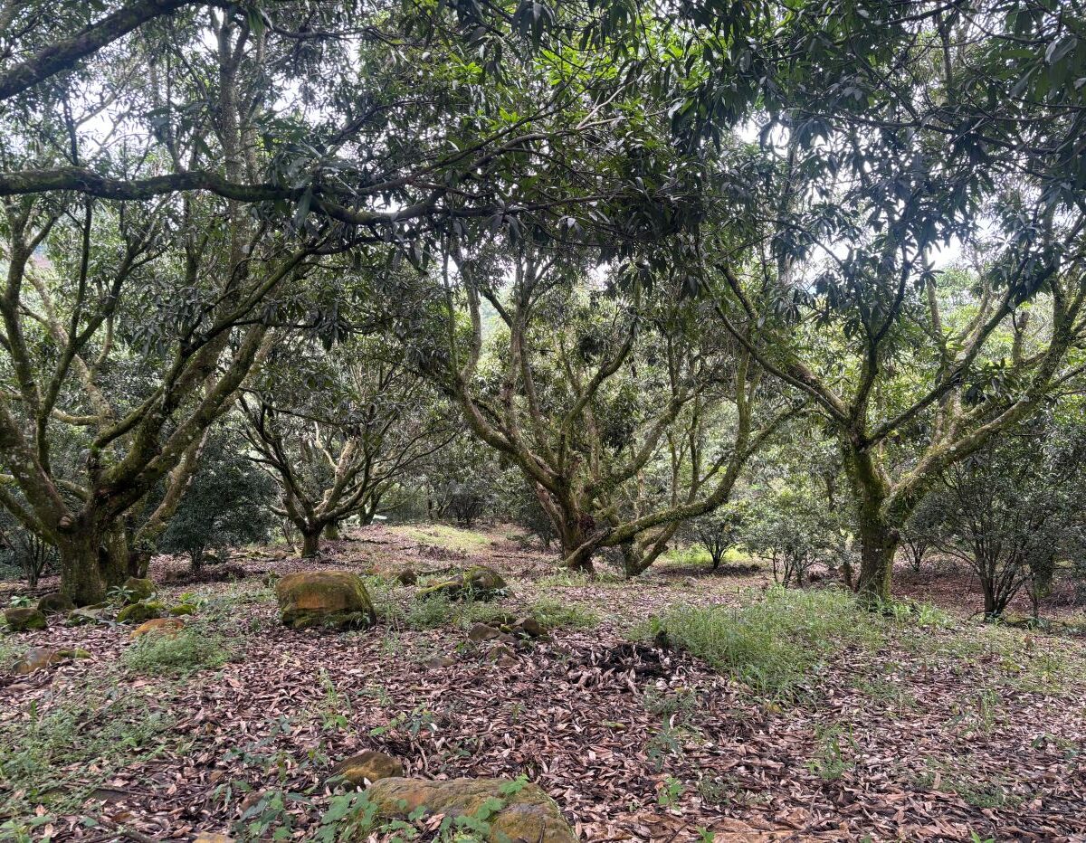 Building Lots for sale in Atenas Costa Rica