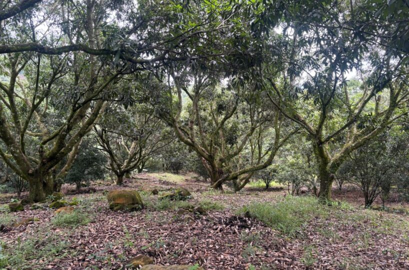 Building Lots for sale in Atenas Costa Rica