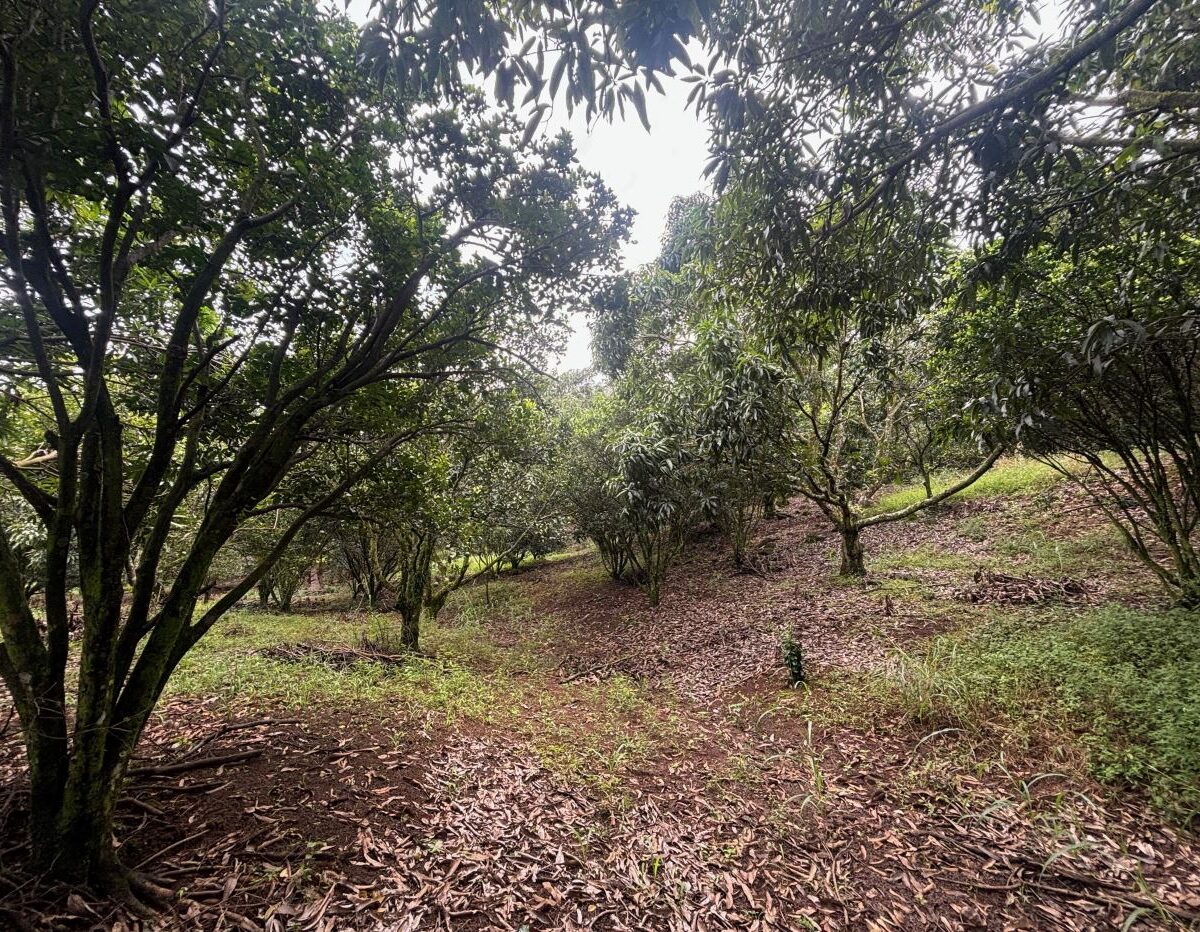 Building Lots for sale in Atenas Costa Rica