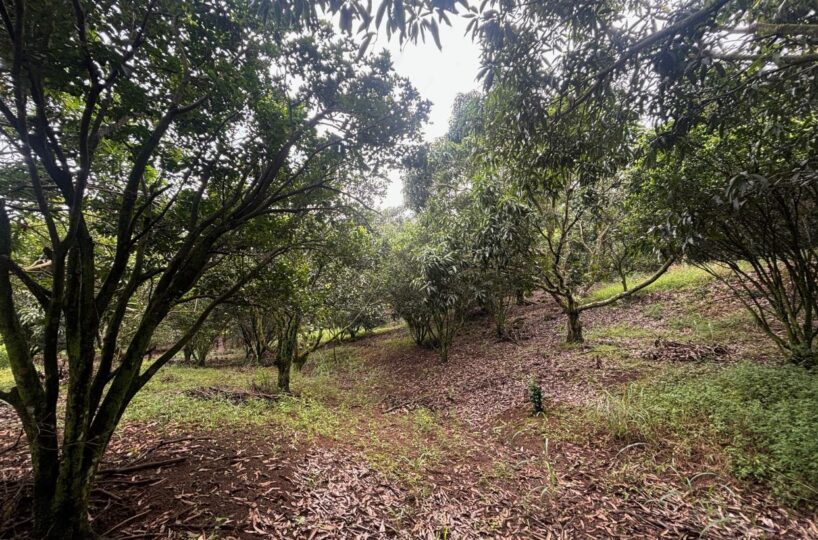 Building Lots for sale in Atenas Costa Rica