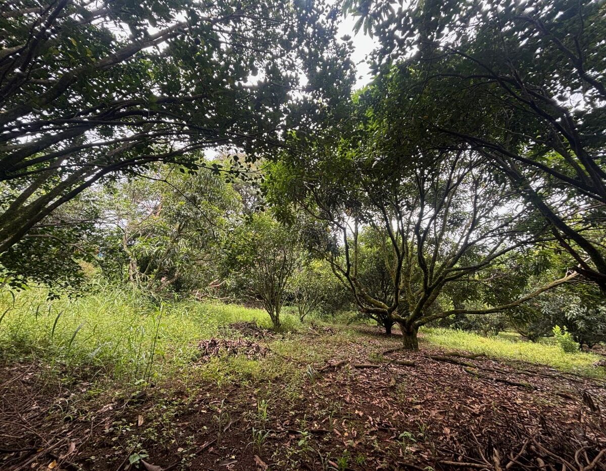 Building Lots for sale in Atenas Costa Rica