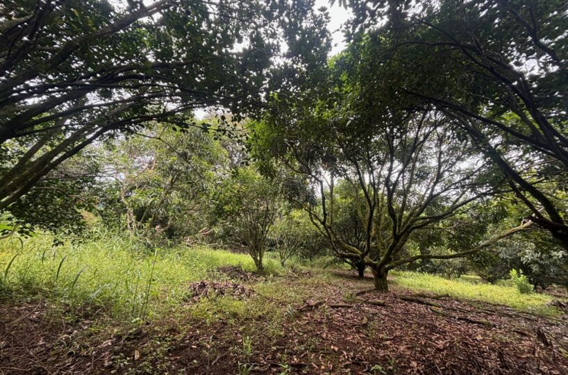 Building Lots for sale in Atenas Costa Rica