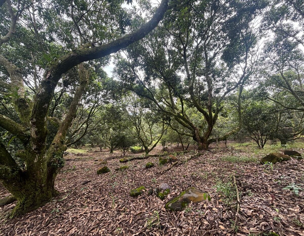 Building Lots for sale in Atenas Costa Rica